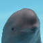 smiling dolphin