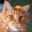 FIRECAT