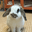 Solport Tom's bunny Lola