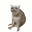 Cash Cat
