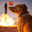 Dog Mars
