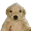 Perro Dinero