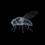 Flybrain